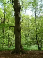 015.webp