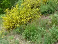 033.webp