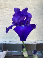 Iris-03_2025-05-13.webp