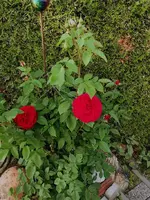 IMG_20260522_182531.webp
