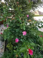 IMG_20260522_182942.webp