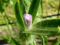 Kornrade Knospe.webp Kornrade Knospe.webp
