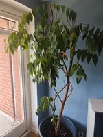 1000005233.webp