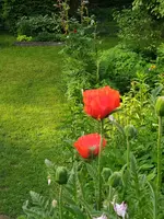 IMG_20260524_072218.webp