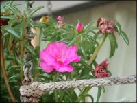 c032.webp