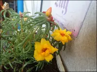 c033.webp