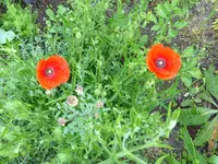 Wilde Wiese.webp Wilde Wiese.webp