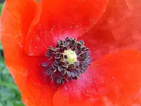 004.webp 004.webp