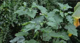 Datura 1.webp
