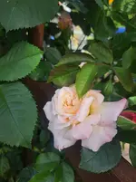 20260524_174928.webp