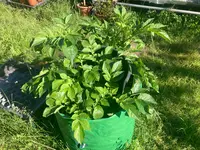 Kartoffeln*26-05-23*Sac*01.webp Kartoffeln*26-05-23*Sac*01.webp