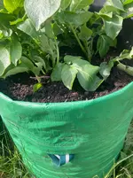 Kartoffeln*26-05-24*Sac*03.webp Kartoffeln*26-05-24*Sac*03.webp