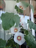 c034.webp