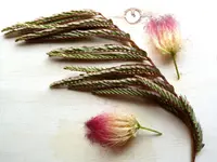 Albizia julibrissin Seidenbaum.webp Albizia julibrissin Seidenbaum.webp