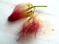 Albizia julibrissin Blüten.webp Albizia julibrissin Blüten.webp
