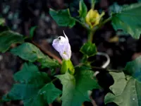 Datura.webp