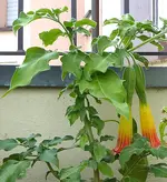 Brugmansia sanguinea.webp