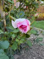IMG_2885.webp
