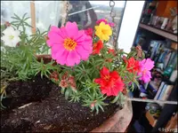 c037.webp