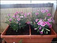 c038.webp