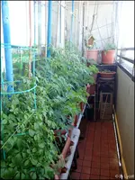 c039.webp