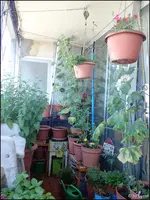 c040.webp