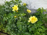IMG_20260510_151812_1.webp