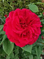 IMG_20260522_182449.webp