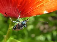 Oedemera nobilis.webp Oedemera nobilis.webp