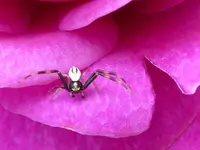 Misumena vatia.webp Misumena vatia.webp