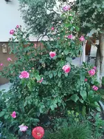 IMG_20260526_192002.webp