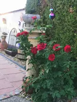 IMG_20260526_192603.webp