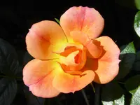 7.webp