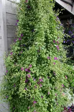 Kletterndes Löwenmäulchen  0722.webp