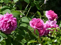 P1030208.webp