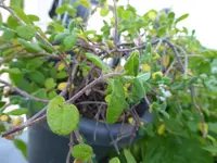Salbeiblaettrige Zistrose.webp