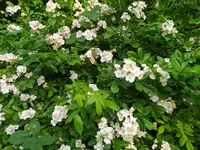 IMG_20260527_195138.webp