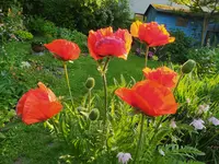 IMG_20260527_195038.webp