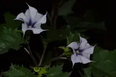 Datura stramonium var. tatula f. tatula 2.webp