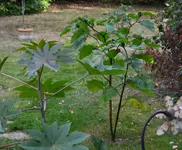 Datura stramonium var. tatula f. tatula 3.webp