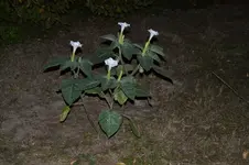 Datura inoxia 2.webp