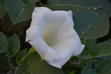 Datura inoxia 5.webp