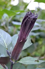 Datura metel 2.webp