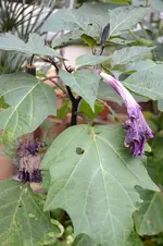 Datura metel 8.webp