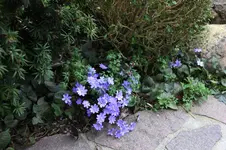 Leberblümchen 0226.webp