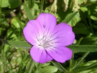 Kornrade (Agrostemma githago).webp Kornrade (Agrostemma githago).webp