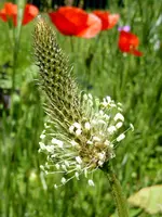 Spitzwegerich.webp Spitzwegerich.webp