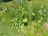 Wilde Wiese.webp Wilde Wiese.webp