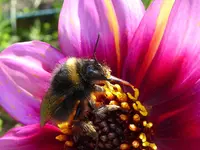Wiesenhummel.webp Wiesenhummel.webp