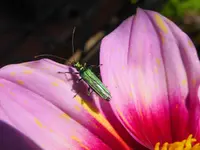 Oedemera nobilis, W.webp Oedemera nobilis, W.webp